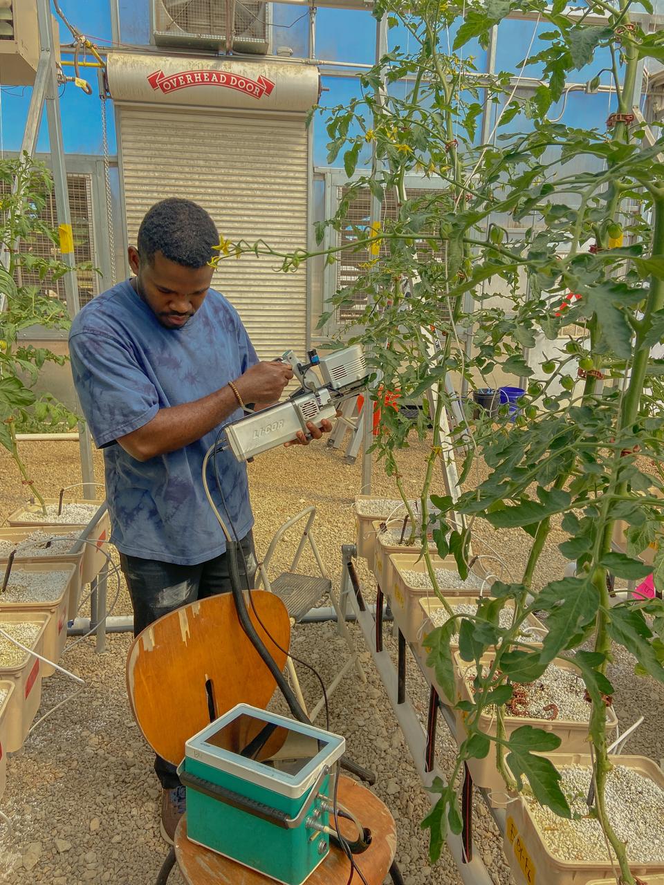 Biometric monitoring of greenhouse tomato in the Auburn aquaponics system