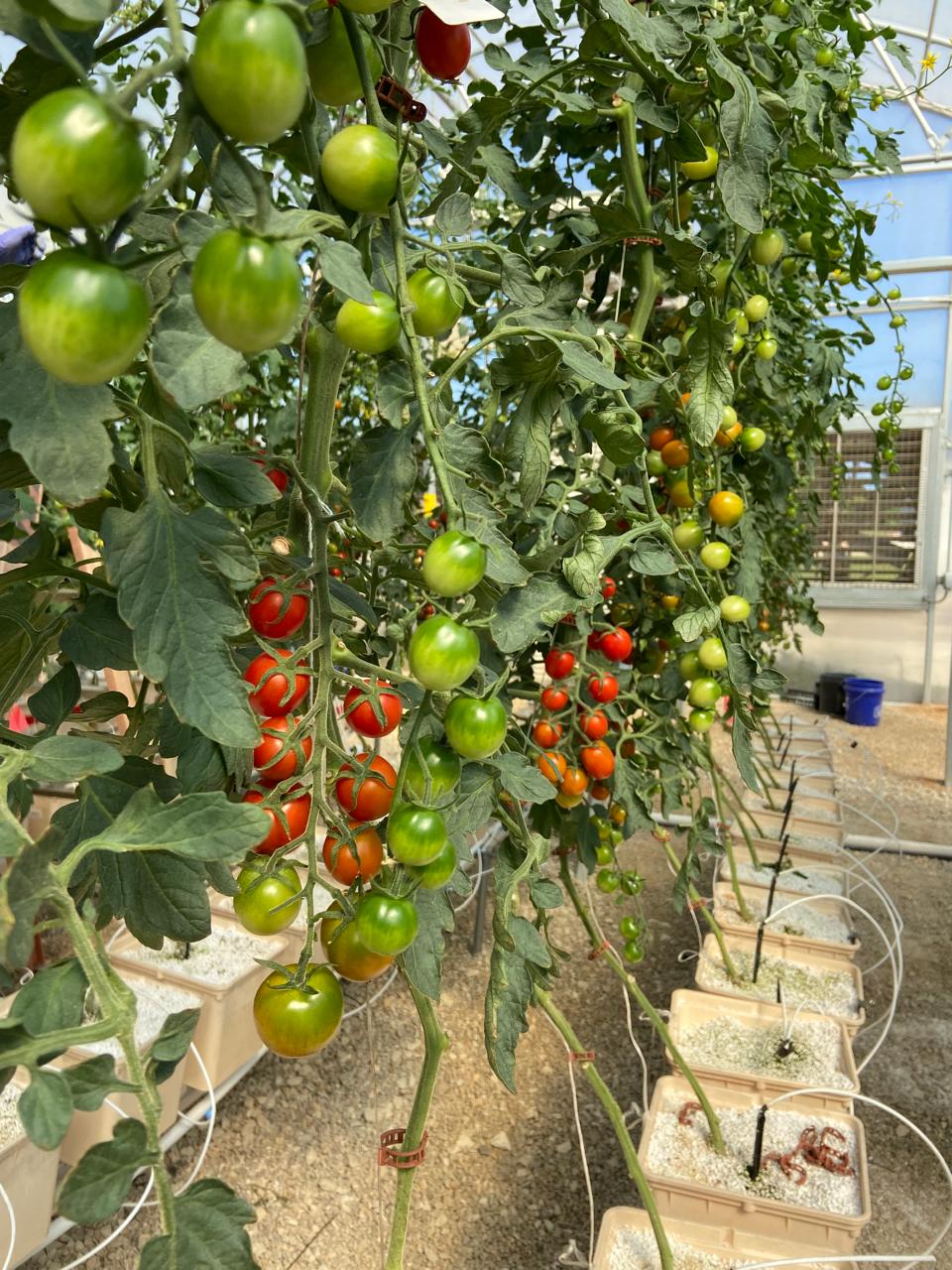 Auburn aquaponics fieldwork