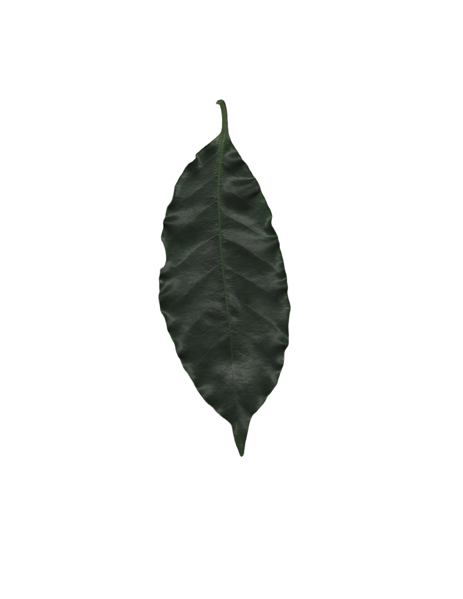 Healthy coffee leaf