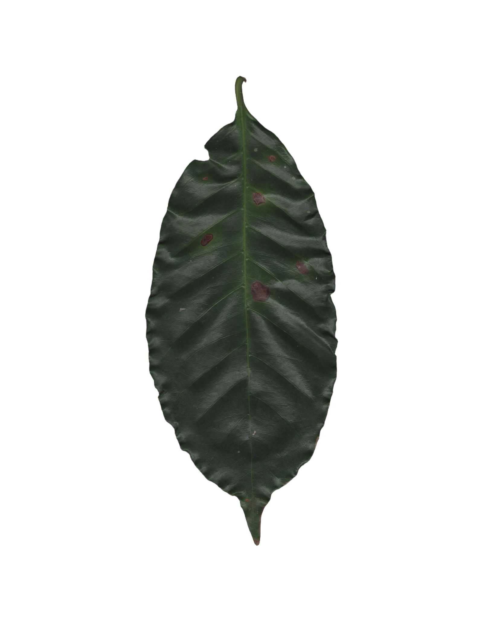 Coffee leaf with early ojo de gallo