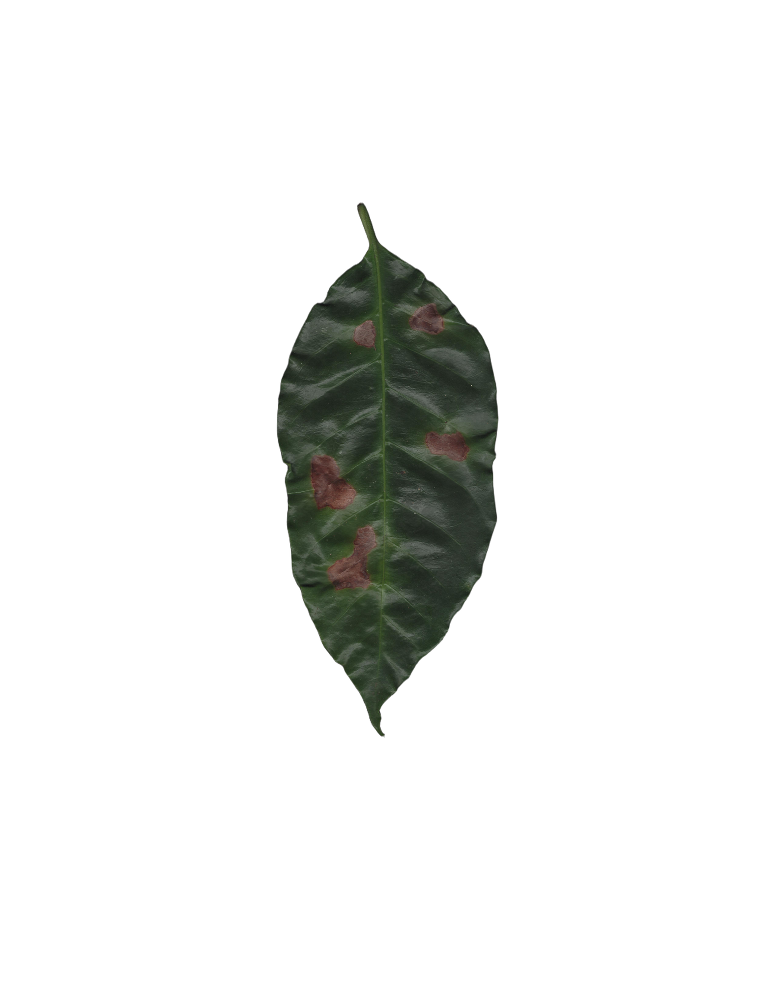 Coffee leaf with moderate ojo de gallo