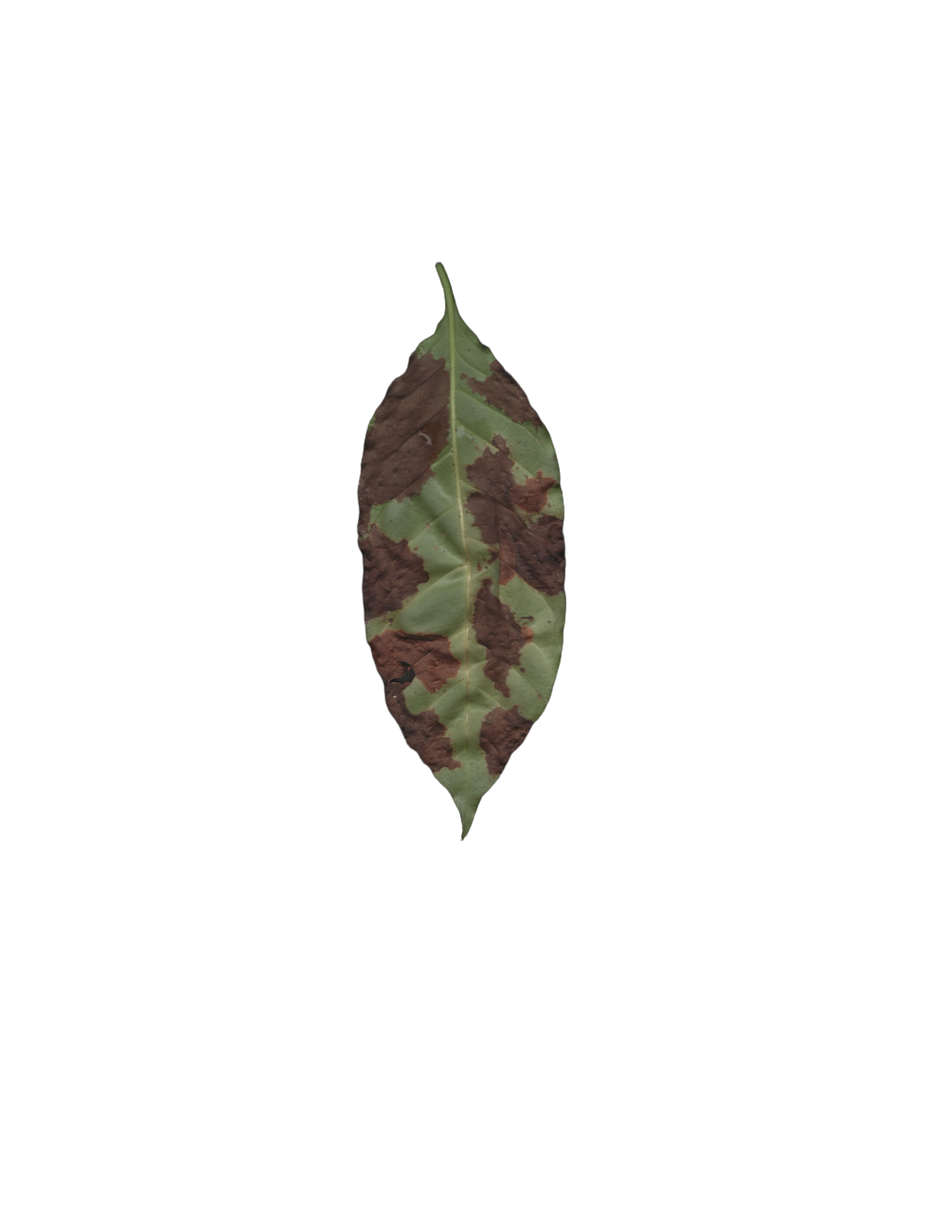 Coffee leaf with severe ojo de gallo